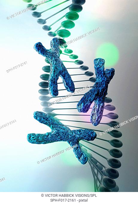 DNA (deoxyribonucleic acid) strand with x chromosomes, illustration