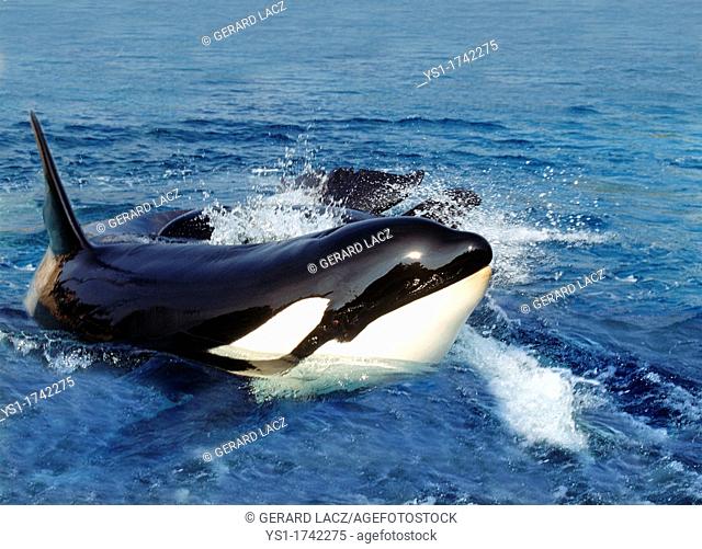 Killer Whale, orcinus orca, Adult standing at Surface, Channel near Orca's Island