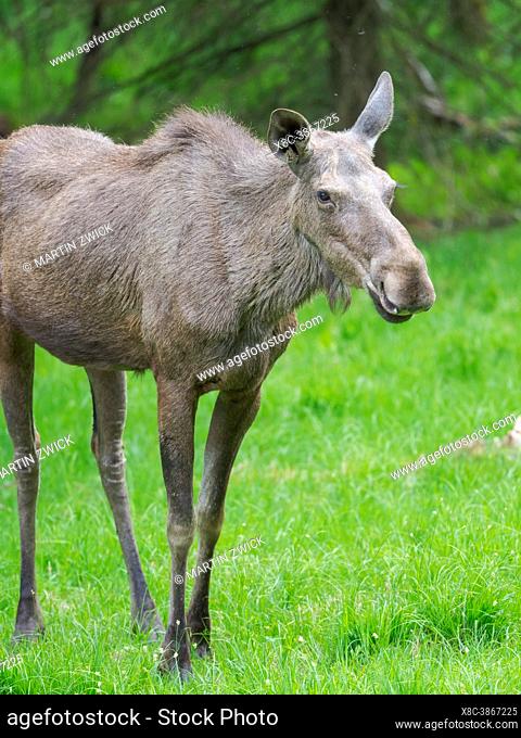 Moose or Elk (Alces alces). Enclosure in the National Park Bavarian Forest, Europe, Germany, Bavaria