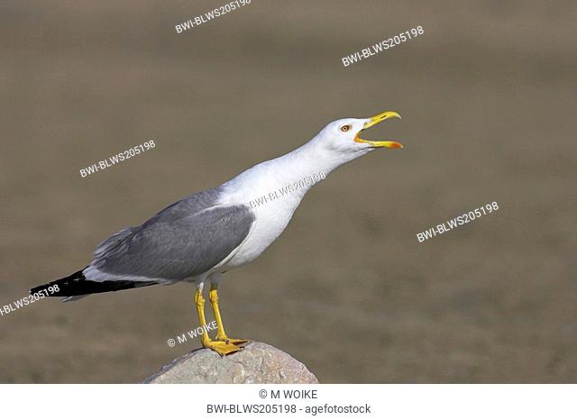 yellow-legged gull Larus cachinnans, calls, France, Camargue