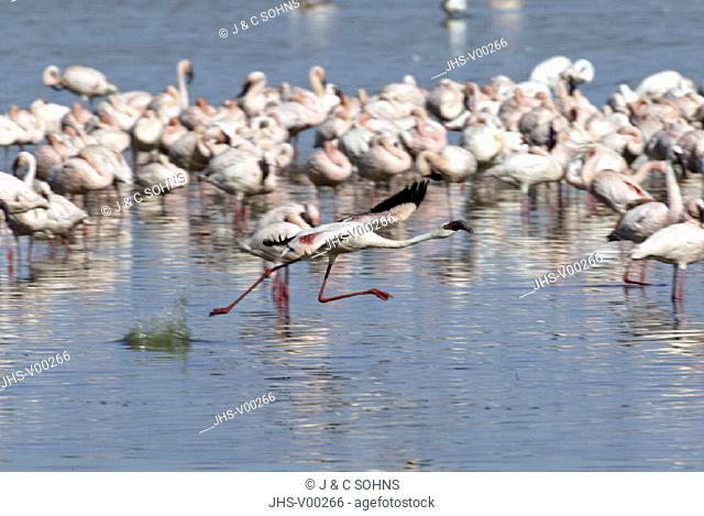 Lesser Flamingo Phoenicopterus minor Lake Nakuru Kenya