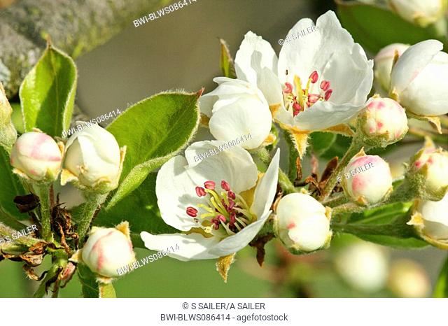common pear Pyrus communis, newly opened blossoms, Germany, Baden-Wuerttemberg, Schwaebische Alb
