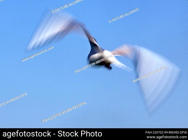 02 July 2022, Bavaria, Nonnenhorn: A seagull flies in front of a cloudless sky over Lake Constance (blur due to longer exposure time)