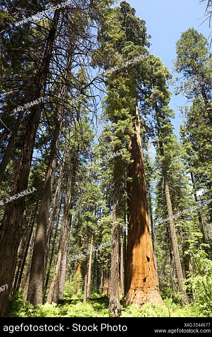 Forest of Sequoias tree in Big Tree national Park