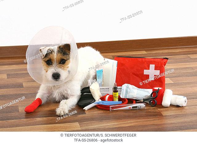 ill Parson Russell Terrier with first aid bag
