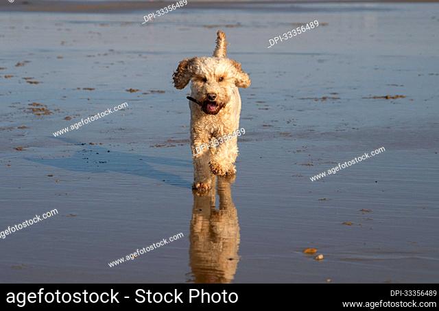 A blond cockapoo dog runs on a wet beach at the water's edge at low tide; Whitburn, Tyne and Wear, England