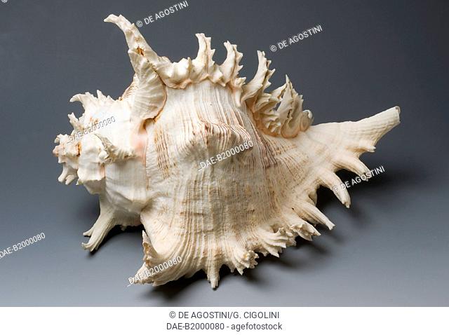 Branched murex shell (Murex ramosus or Chicoreus ramosus), Neogastropoda.  Private Collection