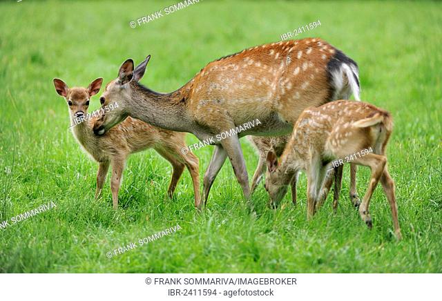 Sika Deer (Cervus nippon), doe and two fawn, wildlife park, Bavaria, Germany, Europe