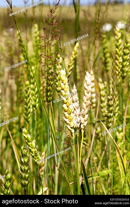 few white spikes of ripe wheat, growing on an agricultural field with immature spikelets of green color. close-up photo in summer