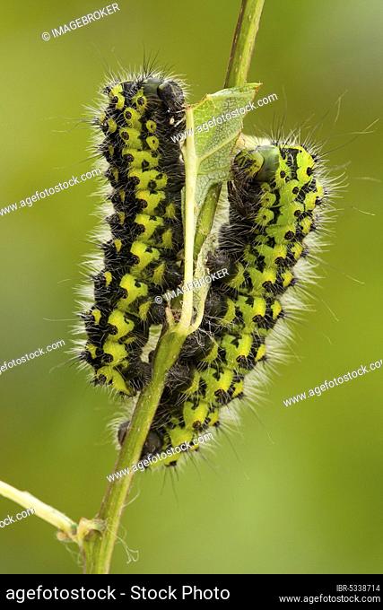 Small emperor moth (Saturnia pavonia) Caterpillar, Rhineland-Palatinate, Germany, Europe