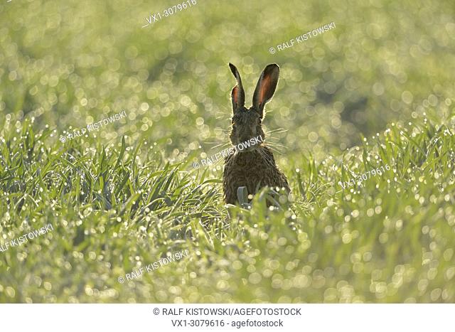 Brown Hare / European Hare ( Lepus europaeus ) sitting in a dew wet field of winter wheat, in first sunlight, backlight, funny, wildlife, Europe.