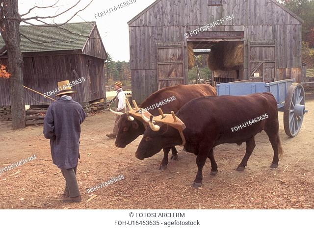 Sturbridge, Massachusetts, A team of oxen pulling a cart. The oxen trudge behind the interpreter at the Freeman Farm in the Old Sturbridge Village