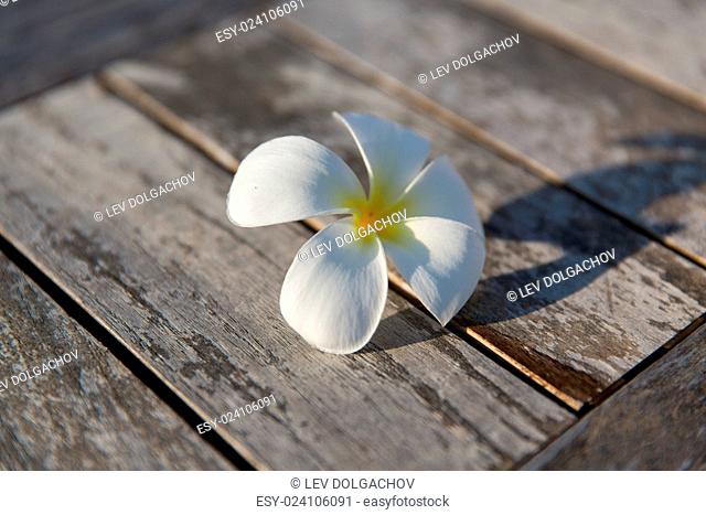 nature, botany and flora concept - close up of white beautiful exotic flower on wood