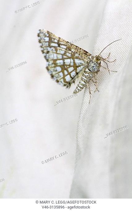 Latticed Heath, Chiasmia clathrata. Small white diurnal moth with dark lattice markings. Host plant: Trifolium, Medicago, Vicia or Genista