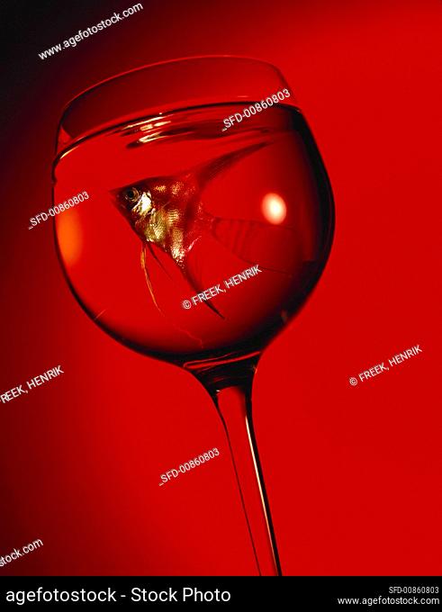 Goldfish in wine glass against red background