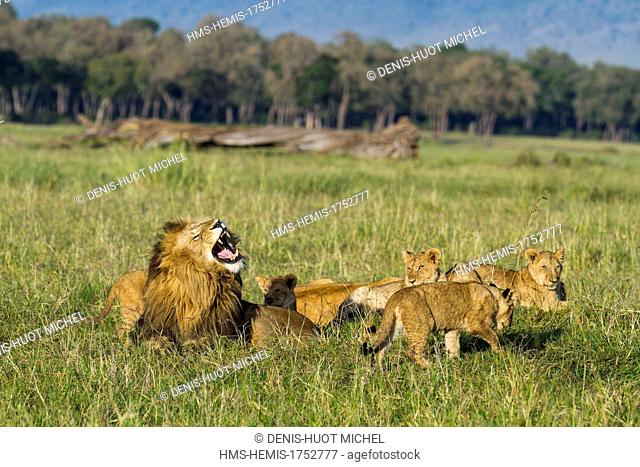 Kenya, Masai-Mara game reserve, lion (Panthera leo), pride