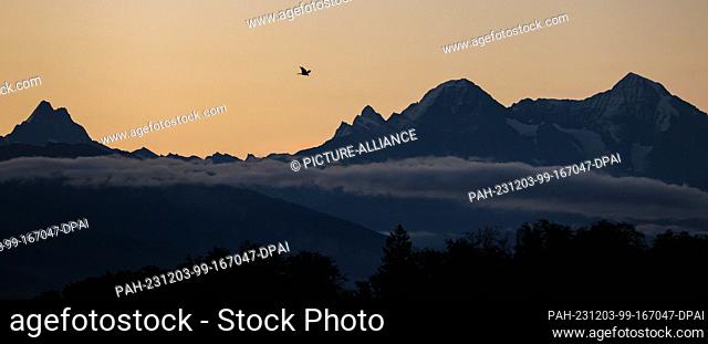 20 September 2023, Switzerland, Bern: A bird of prey flies over the panorama of the Bernese Alps with the peaks of the Eiger (M) and Mönch (r) at sunrise