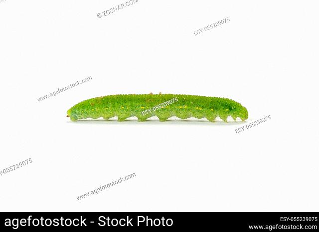 cabbage caterpillar isolated on white background