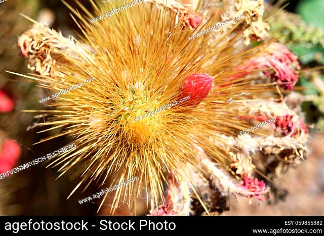 cactus cleistocactus icosagonus