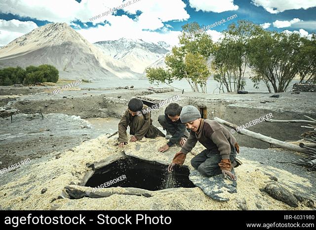 Three boys shovel wheat grains through the opening from above into a granary, members of the ethnic group of the sedentary Wakhi, Saradh-e-Broghil