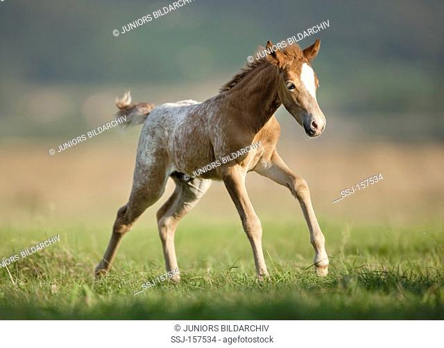 Knabstrup horse - foal on meadow