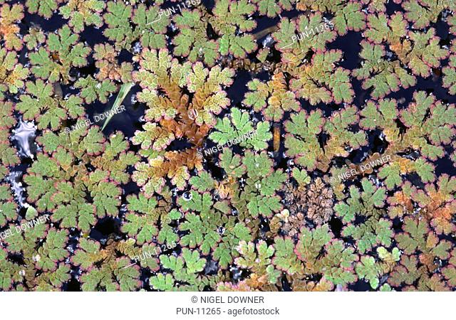 Close-up of a patch of water fern Azolla fliculoides growing in a fenland ditch in Cambridgeshire Introduced from the warm regions of North America