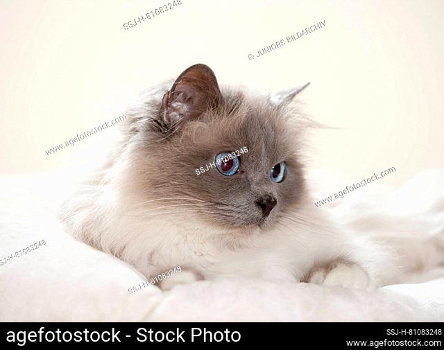 Sacred cat of Burma. Adult cat lying on a cushion. Germany
