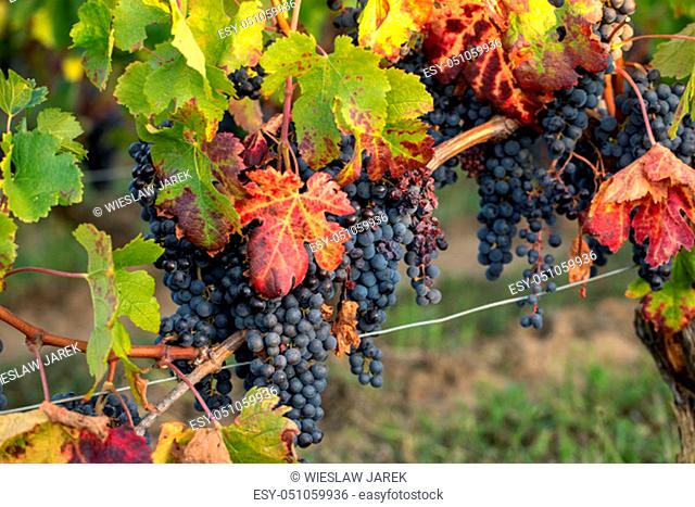 Ripe Merlot grapes lit by warm late sunshine in Montagne vineyard near Saint Emilion, Gironde, Aquitaine. France