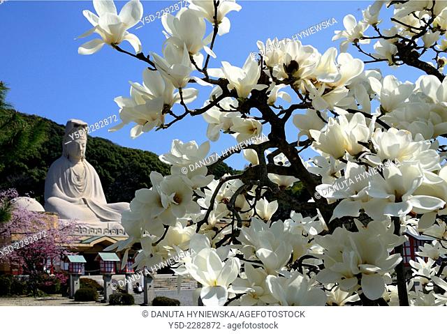 In foreground blossoming cherry tree in Sakura time, in background statue of the Bodhisattva Avalokitesvara Kannon built by Hirosuke Ishikawa - 24 m high and...
