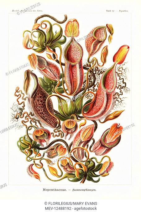 Nephenaceae or pitcher plants: Nepenthes gymnamphora (Nepenthes melamphora), carnivorous plant native to Indonesia. Chromolithograph by Adolf Glitsch from an...
