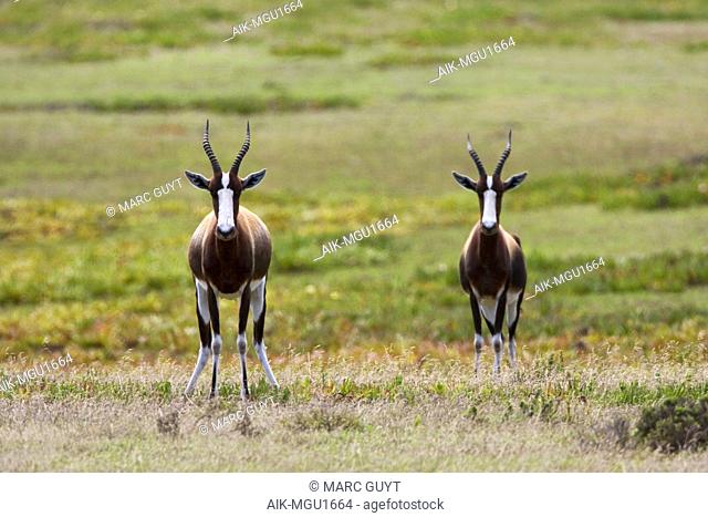 Two Bonteboks (Damaliscus pygargus) in game park in South Africa. Standing alert, looking straight in to the camera