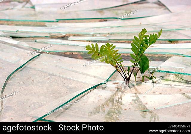 tansy and plantain shoots sprout through the broken glass on the ground. Concept new life. plant seedling on broken glass
