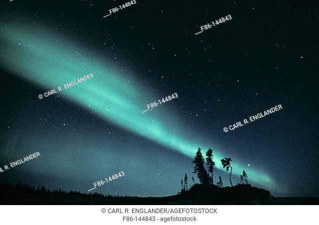 Northern Lights (aurora borealis) with tree silhouettes, Northwest Territories, Canada