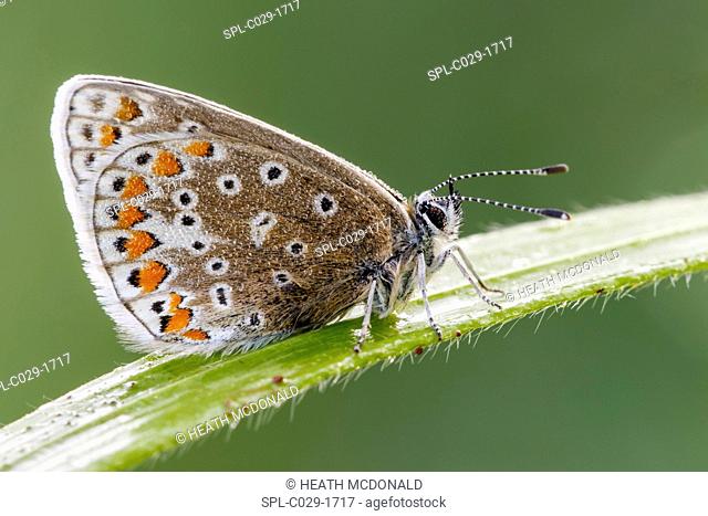 A dew covered common blue butterfly (Polyommatus icarus) resting on a grass blade in a woodland edge in a cool late spring morning