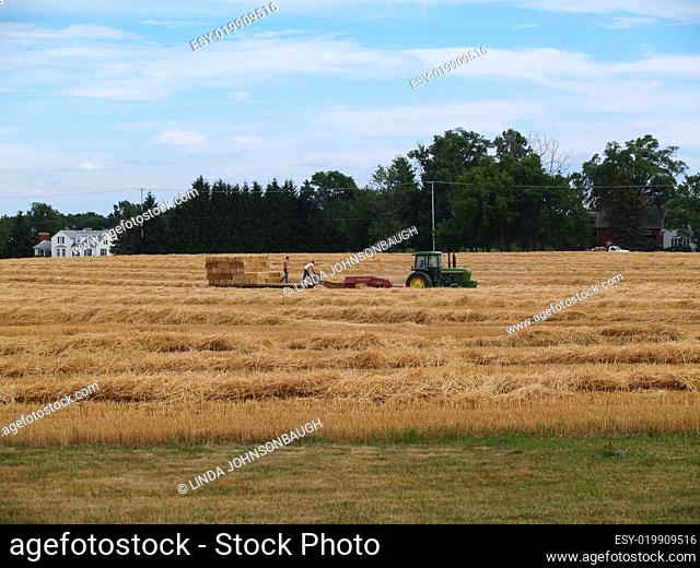 Tractor and Baler in a Field of Freshly Cut Wheat