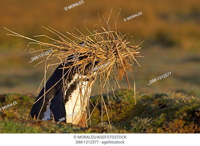 Falkland Islands , Sea LIon island , Magellanic Penguin  Spheniscus magellanicus , bringing herbs for the nest , Order SPHENISCIFORMES , Family Spheniscidae