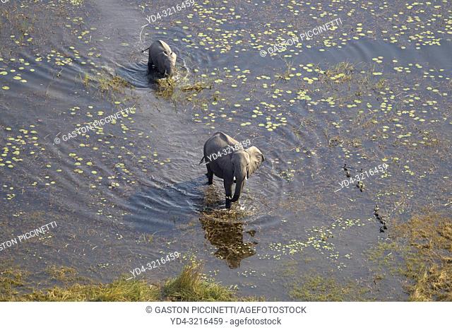 African Elephant (Loxodonta africana), roaming in a freshwater marsh, aerial view, Okavango Delta, Botswana. . The Okavango Delta is home to a rich array of...