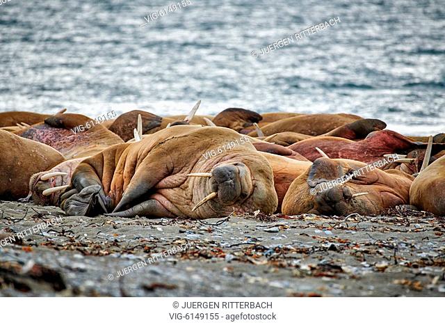walrus (Odobenus rosmarus), Poolepynten, Svalbard or Spitsbergen, Europe - Poolepynten, Svalbard, 19/06/2018
