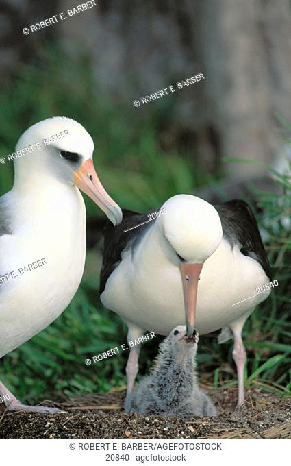 Laysan Albatross parents and chick on Midway Island