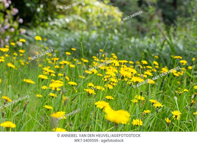 Dandelion yellow fiel in the summer close-up, beautiful nature background