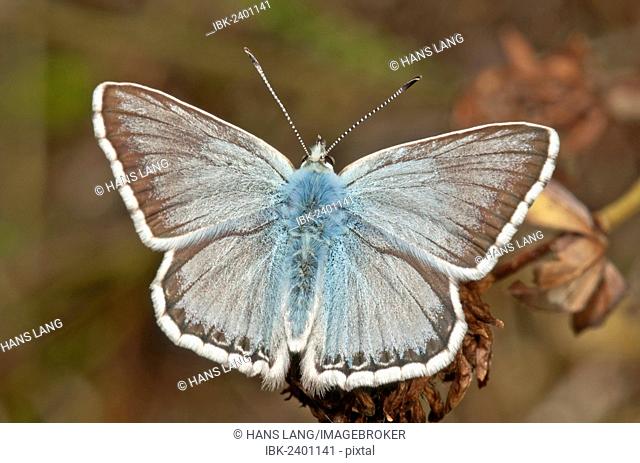 Chalkhill Blue butterfly (Lysandra coridon), male, Neresheim, Baden-Wuerttemberg, Germany, Europe