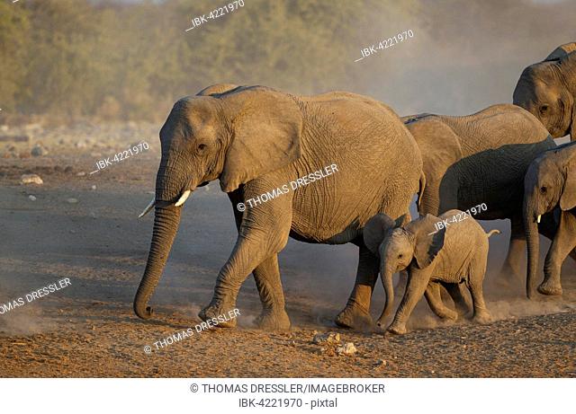 African elephant (Loxodonta africana), breeding herd rushing towards waterhole, evening light, Etosha National Park, Namibia