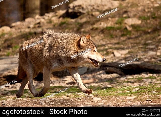 Timberwolf oder Amerikanischer Grauwolf (Canis lupus lycaon)