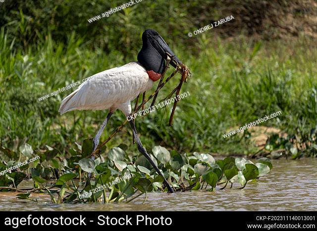 Jabiru stork in tropical Pantanal, Brasil, October 4, 2023. (CTK Photo/Ondrej Zaruba)