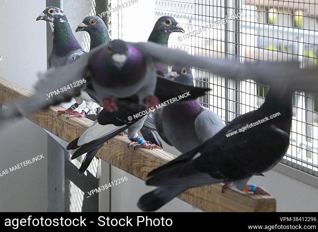 Illustration picture shows the infrastructure of a pigeon keeper, in Wichelen, Tuesday 02 August 2022. Last weekend, 20, 000 racing pigeons went missing after...