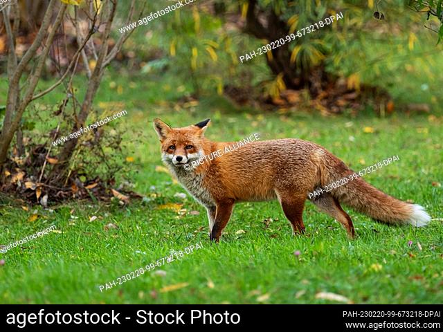 02 November 2022, Berlin: 02.11.2022, Berlin. An old capital fox (Vulpes vulpes), a male animal, stands on a meadow in the Botanical Garden on an autumn day