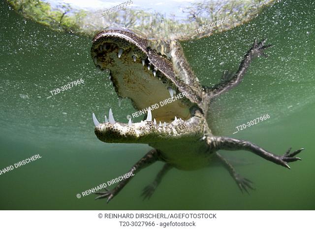 Morelets Crocodile, Crocodylus moreletii, Cancun, Yucatan, Mexico