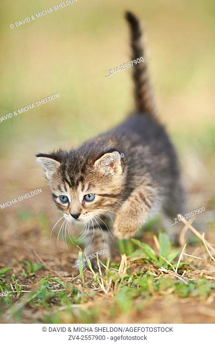 Five week old domestic cat (Felis silvestris catus) kitten on a meadow in late summer