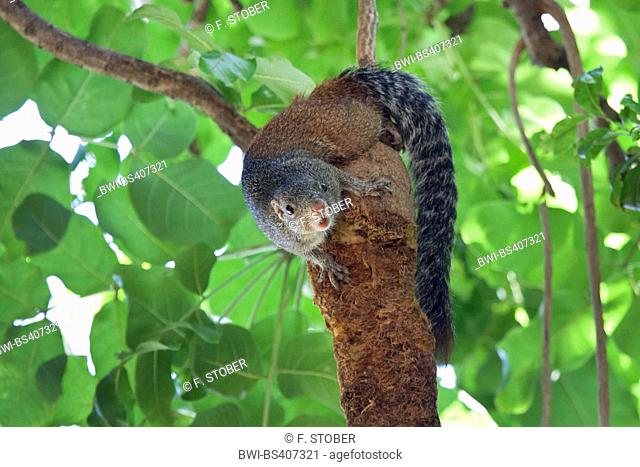 Smith's bush squirrel, Tree squirrel (Paraxerus cepapi), climbs on a tree, Zimbabwe, Mana Pools National Park