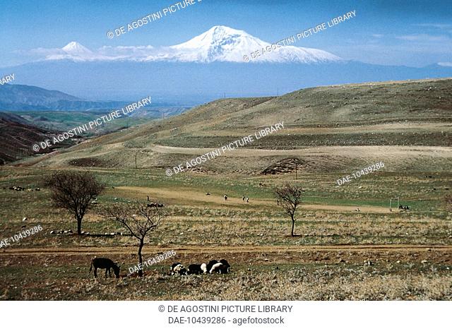 Cattle and sheep grazing on the steppe with Mount Ararat (5137 m) in the background, Armenia